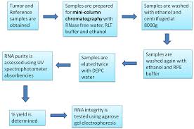 Rna Preparation Flow Chart Differential Gene Expression In