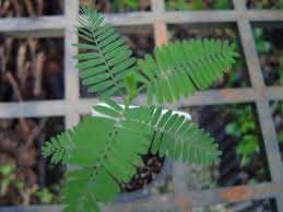 Image result for Aeschynomene sp. A