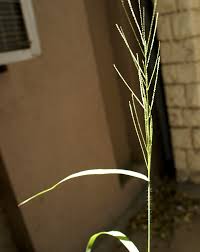 Image result for Leptochloa panicea