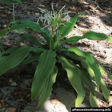 Image result for Crinum asiaticum