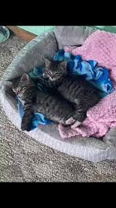 #babies #kittengrewup #missthebabystage #kitten #adultcat #1yearsold  @jesslytton10