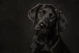 Awards Accreditation Sue Bryce Education Pet Portraits Photography Pet Photography Studio Dog Photography