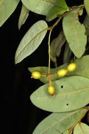 Image result for Monanthotaxis trichantha