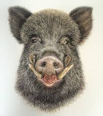 Day 4 Wild Boar Art Illustration Watercolor Wildboar Tusks Trophy Game Gamekeeper Hunting Mancave Print Painting Wild Boar Hunting Art Pig Painting