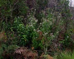 Image result for Bothriocline inyangana