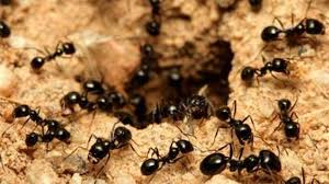 Ecopest si presenta come il primo repellente naturale, efficace contro millepiedi, scutigere, zanzare, formiche e molte altre tipologie di insetti, grazie ad una tecnologia ad ultrasuoni, il cui raggio d'azione si estende fino ai 250 mq che, sebbene non percettibile all'orecchio umano, rende invivibile l'ambiente all'insetto di turno. Come Allontanare Le Formiche Con Rimedi Naturali Scarti Organici E Prodotti Vegetali