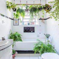Shower Plants The Latest Must Have Decor Accessory Bathroom Plants Shower Bathroom Plants Decor Best Bathroom Plants