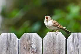 Spatz m (plural spatze, diminutive spätzli). Die Geschichte Von Spatz Und Mensch Wissenschaft De