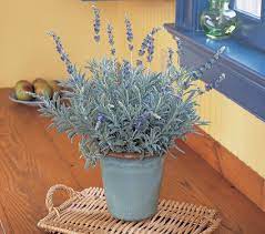 Lavender Love Lavender Plant Plants White Flower Farm