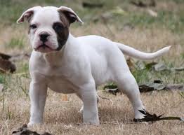 Get the latest information on english bullies whether you are already own or plan on getting one. Pin On Web Pixer