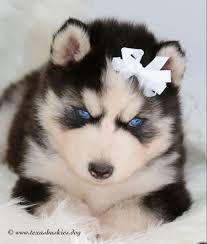 Baby Siberian Husky Black And White Stunning Baby From Texasblueyedhuskies Is Available In 2020 Puppy Photos Siberian Husky Breeders Husky Puppy