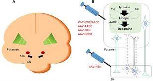 Frontiers Perspective On The Road Toward Gene Therapy For Parkinson S Disease Frontiers In Neuroanatomy