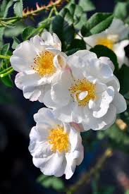 Pin On Rosa