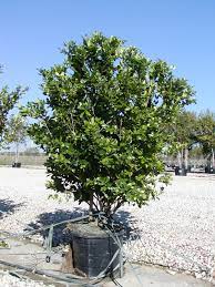 Dallas Texas Wax Leaf Ligustrum Tree Landscape Landscape Trees Leaves
