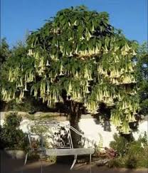 See more ideas about angel trumpet, brugmansia, angel trumpet plant. Angels Trumpet Brugmansia For Fragrant Evenings Spain Info