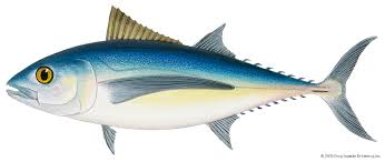 Check spelling or type a new query. Tuna Definition Characteristics Species Facts Britannica