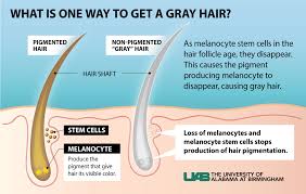 Grey hair mostly occurs when the hair follicles do not receive the required pigment into the hair strands. Study Explains One Reason Hair Can Turn Gray News Uab