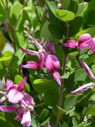 Prune almost to the ground in late winter or early spring to encourage new growth and larger flowers. Little Volcano Japanese Bush Clover Japanese Lespedeza Shrubs Trees All Almost Eden