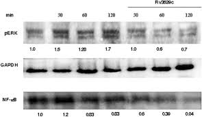 Ditonton 458 rbtahun yang lalu. Suppression Of Toll Like Receptor 2 Mediated Proinflammatory Responses By Mycobacterium Tuberculosis Protein Rv3529c Bandyopadhyay 2017 Journal Of Leukocyte Biology Wiley Online Library