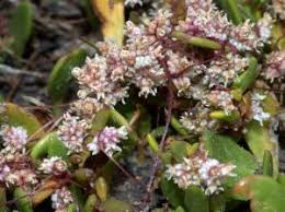 Image result for Cuscuta planiflora