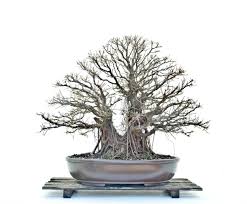 Image result for Ficus natalensis