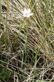 Image result for Hesperantha petitiana