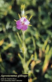 Image result for Agrostemma githago