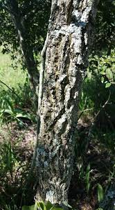 Image result for Acacia davyi
