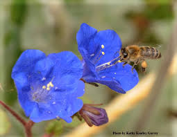Check spelling or type a new query. What Native California Plants Are Best For Attracting Pollinators Bug Squad Anr Blogs