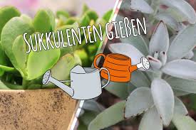 Je nach dem pflanzenorgan, das zur wasserspeicherung umgebildet ist, wird zwischen blatt. Sukkulenten Giessen So Vermeiden Sie Pflegefehler