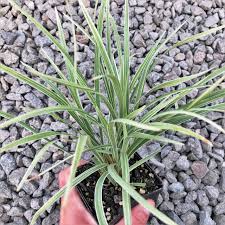 Maybe you would like to learn more about one of these? Liriope Muscari Aztec Aztec Grass 3 5 Pot Little Prince To Go