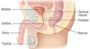 Check spelling or type a new query. Chronic Prostatitis Harvard Health
