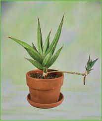 Image result for Sansevieria dawei