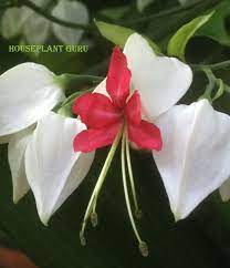 Pin On Flowers Plants