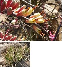 Image result for Agelanthus igneus