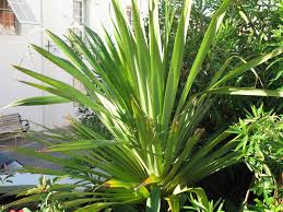 Image result for Pandanus utilis