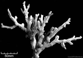 Image result for Corallocarpus triangularis