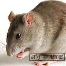 You plug them in and they supposedly make a high pitched noise that humans and dogs can not hear, but mice and rats can and it keeps them away. How To Keep Your Restaurant Mouse And Rat Free