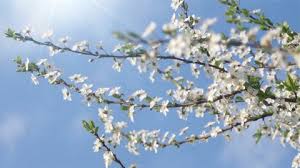 Quality trees, free shipping, low prices, volume discounts, our industry leading guarantee, and choose your own shipping date. Spring Blossom Branch Blossom On Stock Footage Video 100 Royalty Free 1175131 Shutterstock