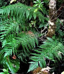 Image result for Cheilanthes quadripinnata