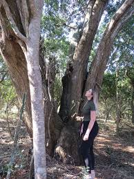 Image result for Croton steenkampianus