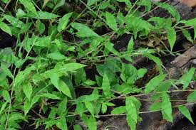 Image result for Oplismenus