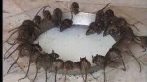 اسرع واروع طريقة لصيد الفئران دفعة واحدة Youtube