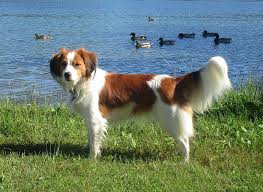 Nederlandse kooikerhondje information including personality, history, grooming, pictures, videos. Kooikerhondje Vom Alfseekooi Vdh Fci Liebhaberzuchtstatte Kooikerhondje
