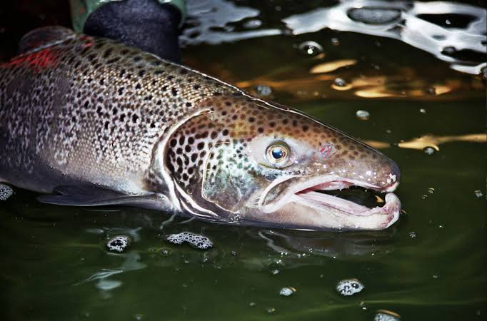 Creature Feature: Atlantic Salmon