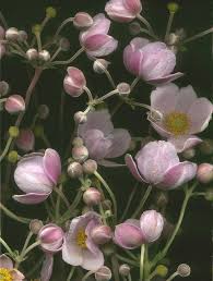 As someone brought up in a country where the botanical names of plants are always listed alongside their common apart from not knowing someone else's common name for a particular flower, common names can be positively misleading. Latin Names
