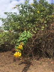 Image result for Malouetia bequaertiana