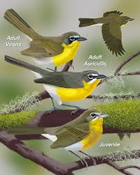 The bird is often hard to see, but sometimes it launches into the air to sing its odd song as it flies, with floppy wingbeats and dangling legs, above the thickets. Yellow Breasted Chat Whatbird Com