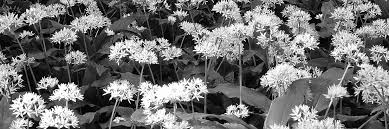 Image result for Swertia pleurogynoides