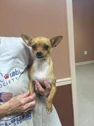 Photos From Csra Chihuahua Rescue S Post Csra Chihuahua Rescue Chihuahua Love Chihuahua Rescue Chihuahua